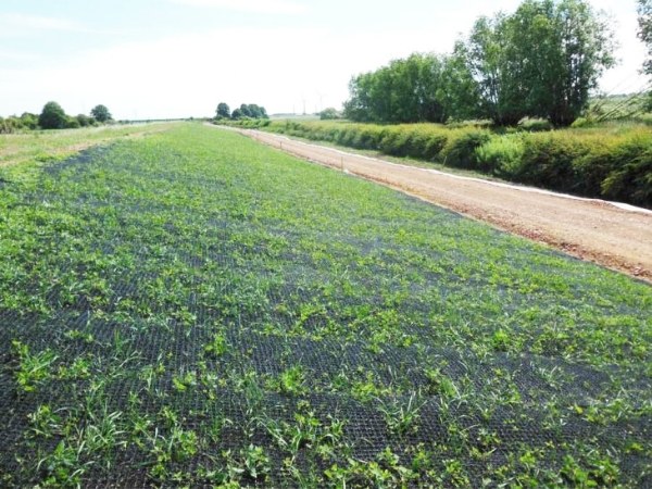 Grass grows well from 3D geomat.