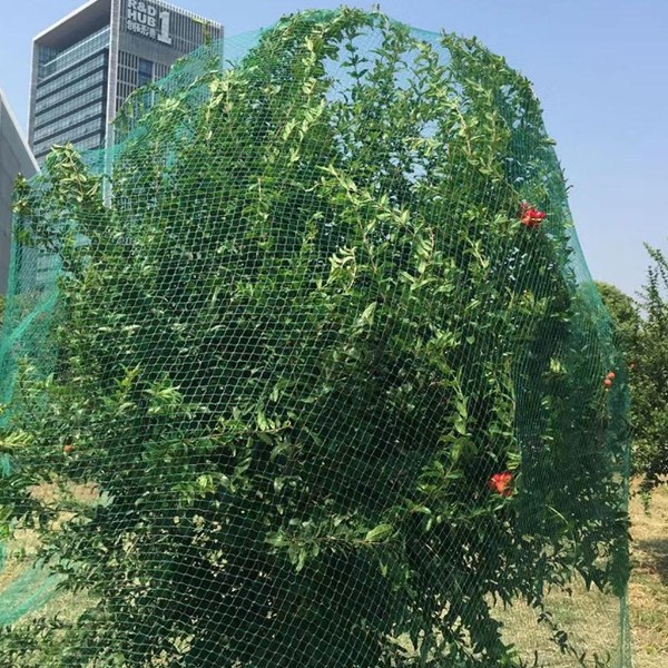 Anti bird net covers the fruit tree for protection.