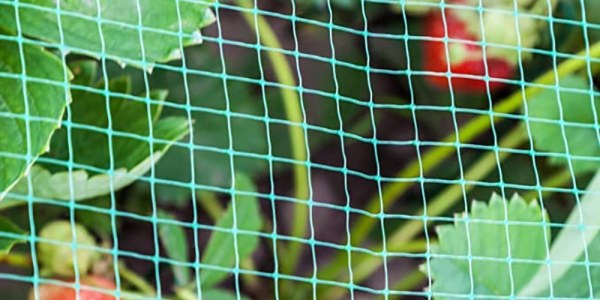 The plant is covered with anti bird net.