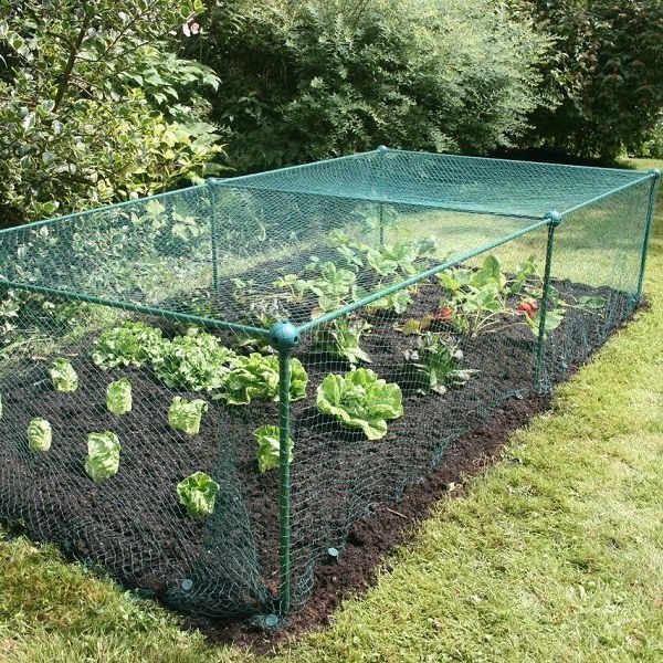 Anti bird net is set up to protect vegetables.