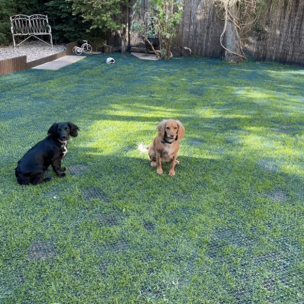 2 dogs are playing on the lawn with lawn reinforcement net.