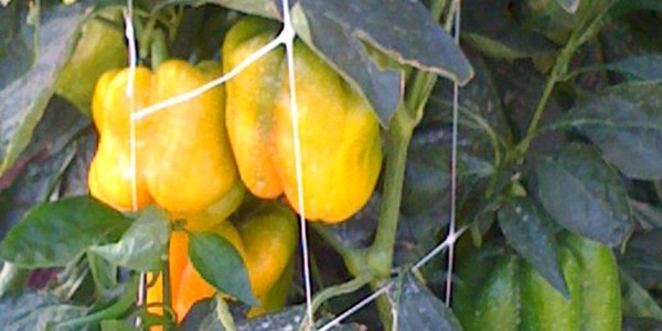 The plant fruit is leaning on the plant support net.