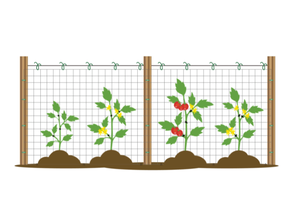 Plants grow well along the plastic plant support net.