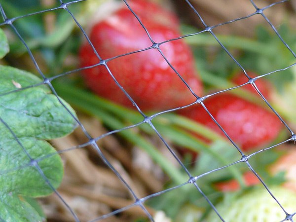 Mellow fruits are protected with anti bird net.
