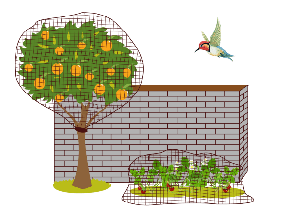 The fruit tree is covered by anti bird net to prevent birds from entering.