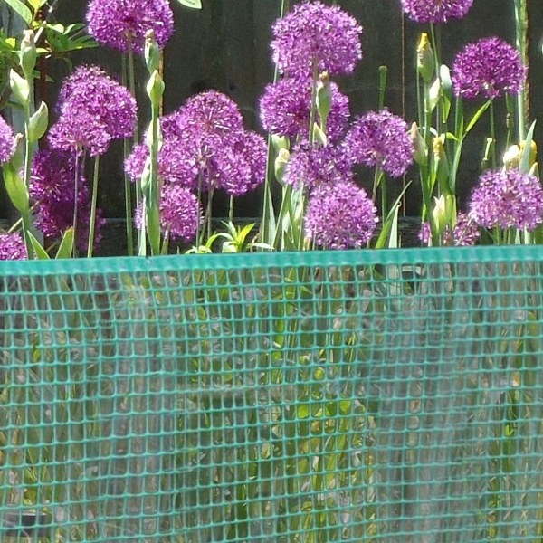 Plastic garden fence is used to protect purple flowers.