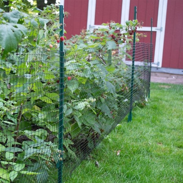 Plastic garden fence is installed along the garden for fruit protection.