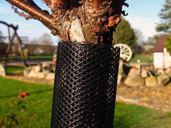 A tree is protected with plastic mesh tree guards.