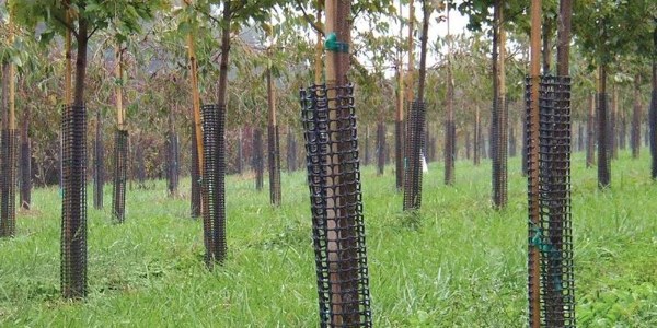 Trees in the forest are protected with plastic mesh tree guards.