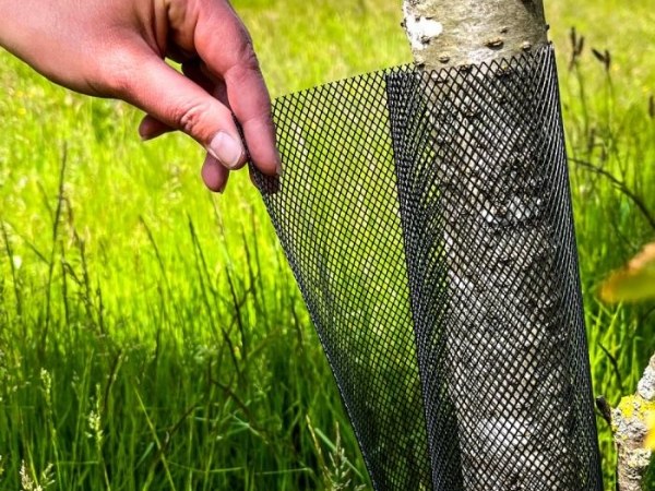 Plastic mesh tree guard is used to cover around the trunk.