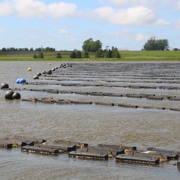 Foam floating oyster net is floating on the surface for oyster farming.