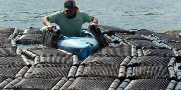 The worker is checking the plastic oyster mesh.