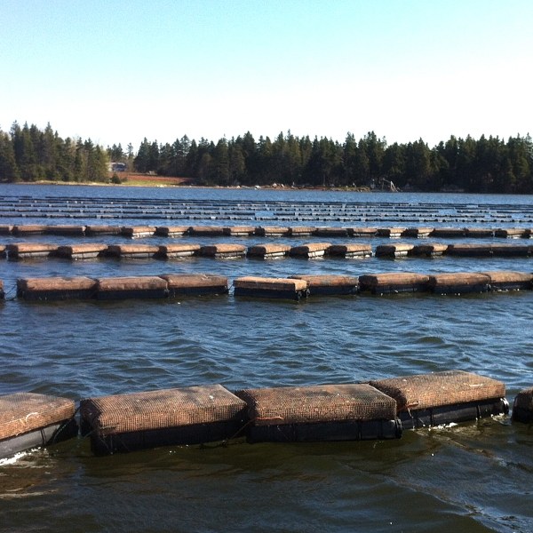Plastic floating oyster net is floating on the surface.