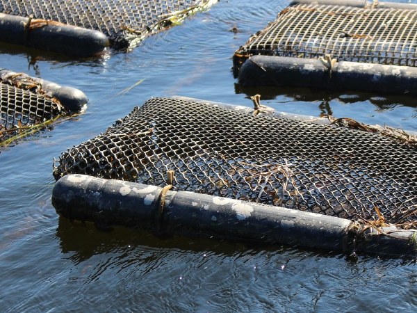Plastic oyster mesh is full of oysters and is floating on the water.