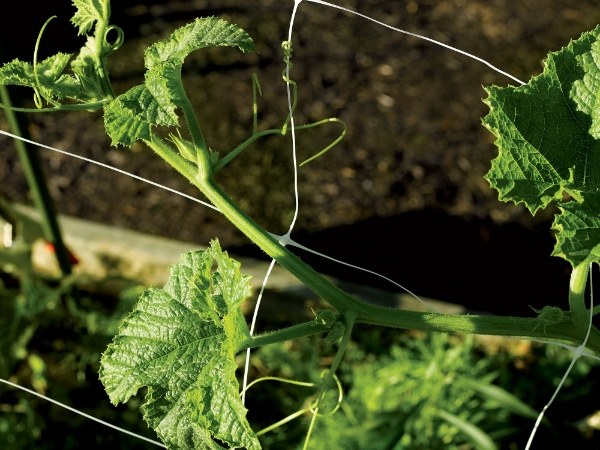 The plant is crawling on the plastic plant support net.