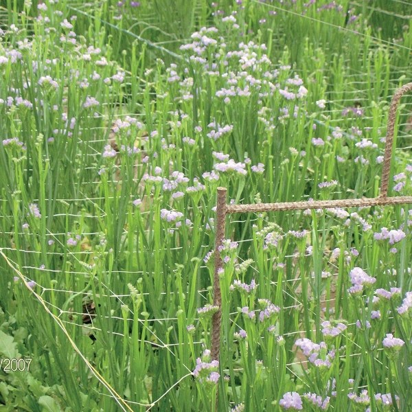 Plastic plant support net is used to keep flowers growing upright.