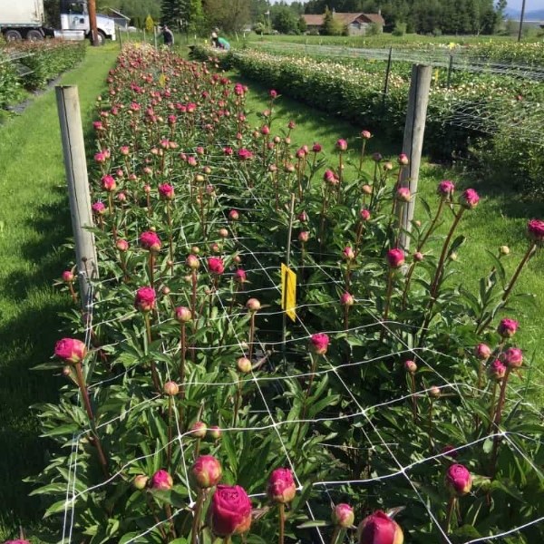 Plastic plant support net makes flowers harvest easier.