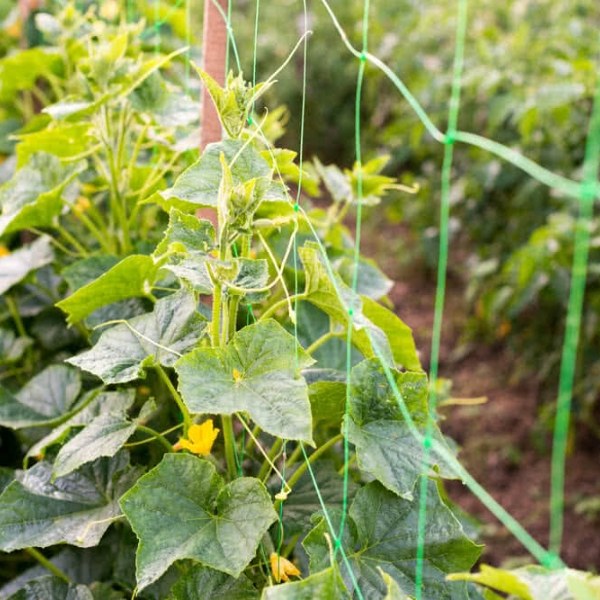 Plants are crawling on the plastic plant support net.