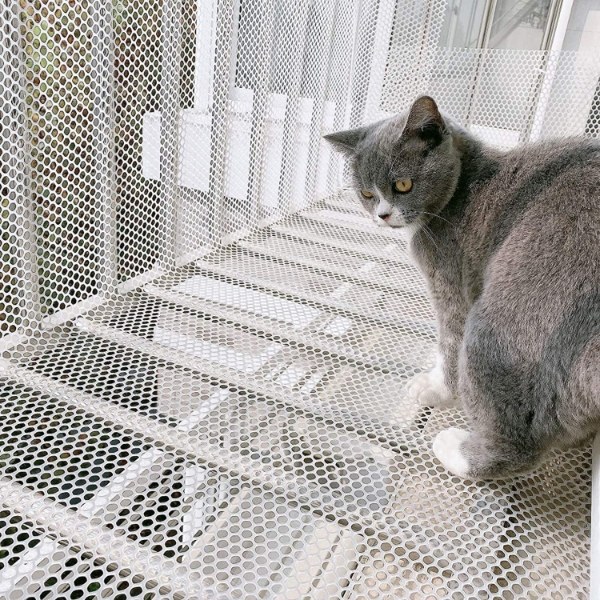 A cat is standing on the balcony with plastic poultry net.