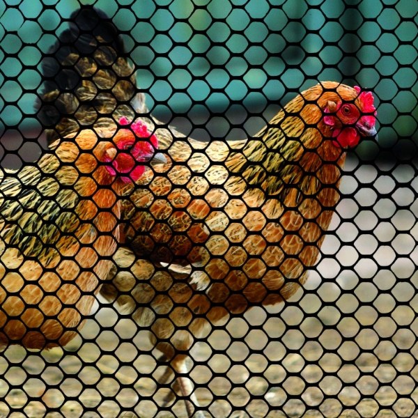 2 chicken are standing in the plastic poultry net.