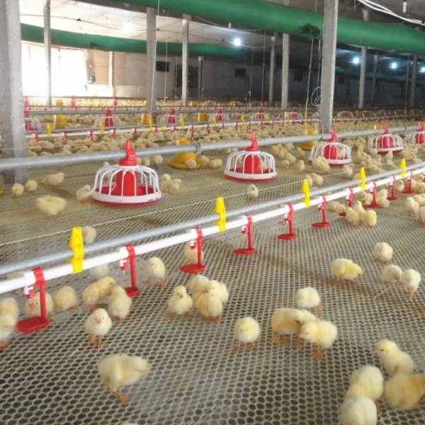 Plastic poultry net is laid on chicken farms.
