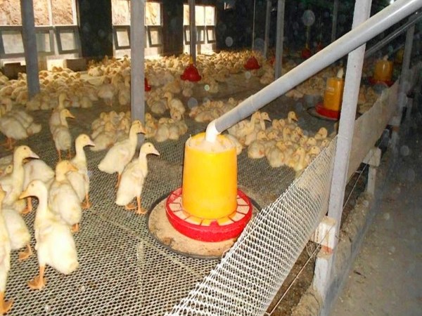Plastic poultry net is used in duck breeding plant.