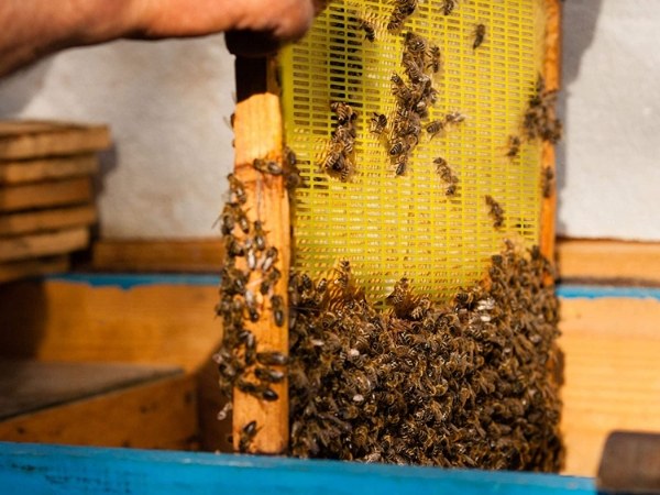 Many worker bees are gathering on the plastic queen excluder.