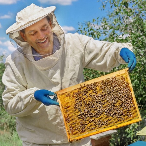 The beekeeper is holding a plastic queen excluder with many bees.