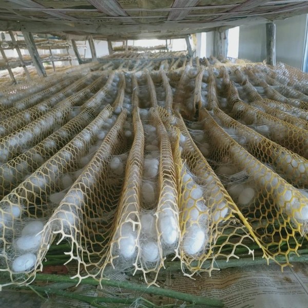 Many silkworms are forming cocoons in the plastic sericulture net.