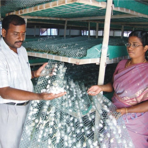 A man and a woman are harvesting cocoons from the plastic sericulture net.