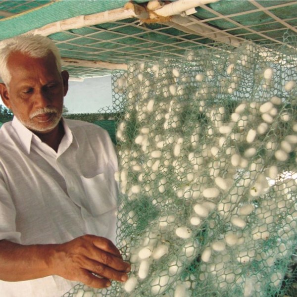 The old man is lifting up the plastic sericulture net with cocoons.