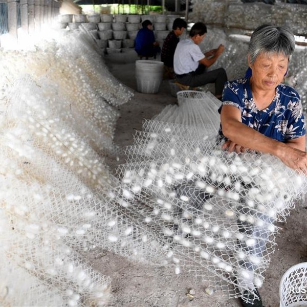 Workers are picking cocoons in the sericulture plant.