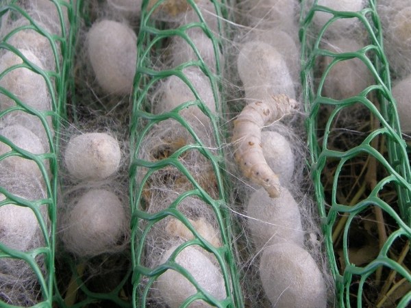 Many silkworm cocoons are formed on the plastic sericulture net