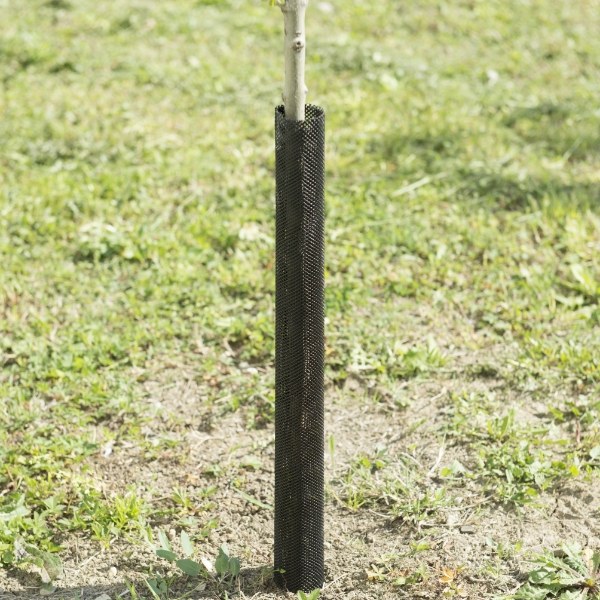 Sapling is protected with plastic mesh tree guard.