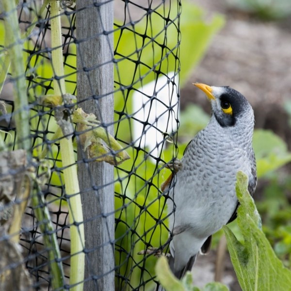 A bird is landing on the plastic mesh tree guard.