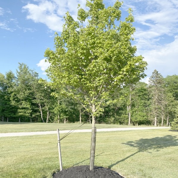 The tree is protected with plastic mesh tree guard.