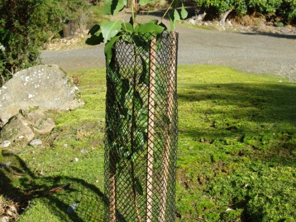 3 wooden sticks are used to support the plastic mesh tress guard.