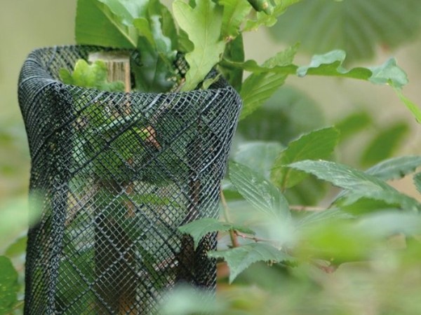 Reinforced plastic mesh tree guard is used to protect the tree.